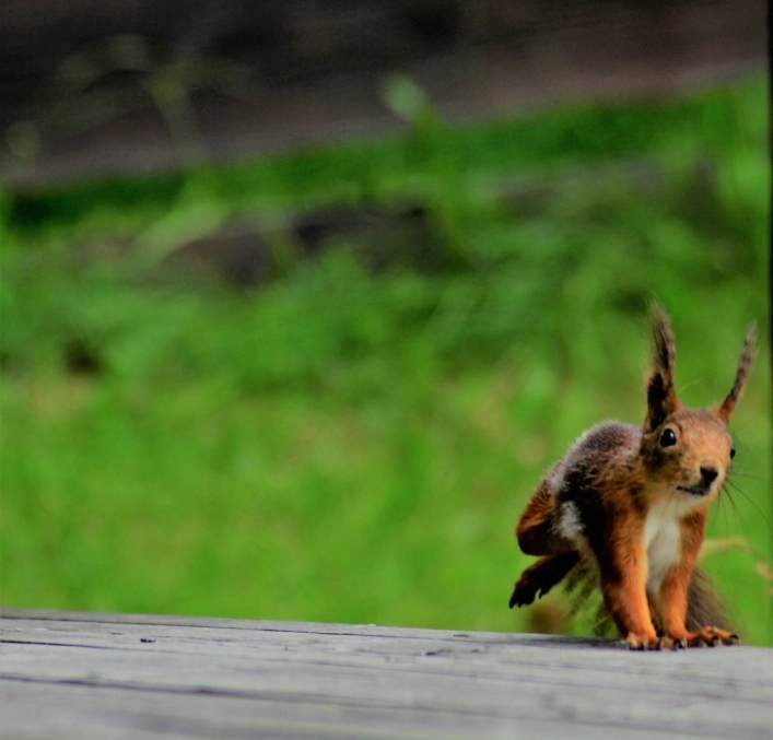 zobacz camping - zdjęcie 7