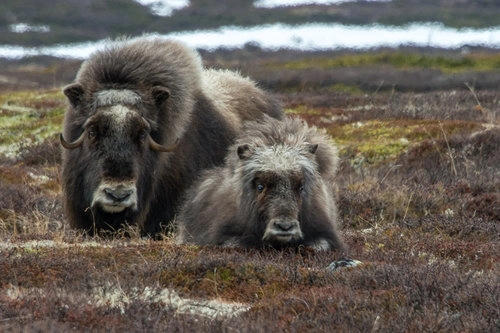 Furuhaugli Turisthytter - zdjęcie 1