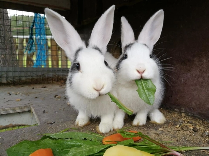 zobacz camping - zdjęcie 10