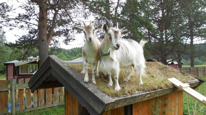 zobacz camping - zdjęcie 6