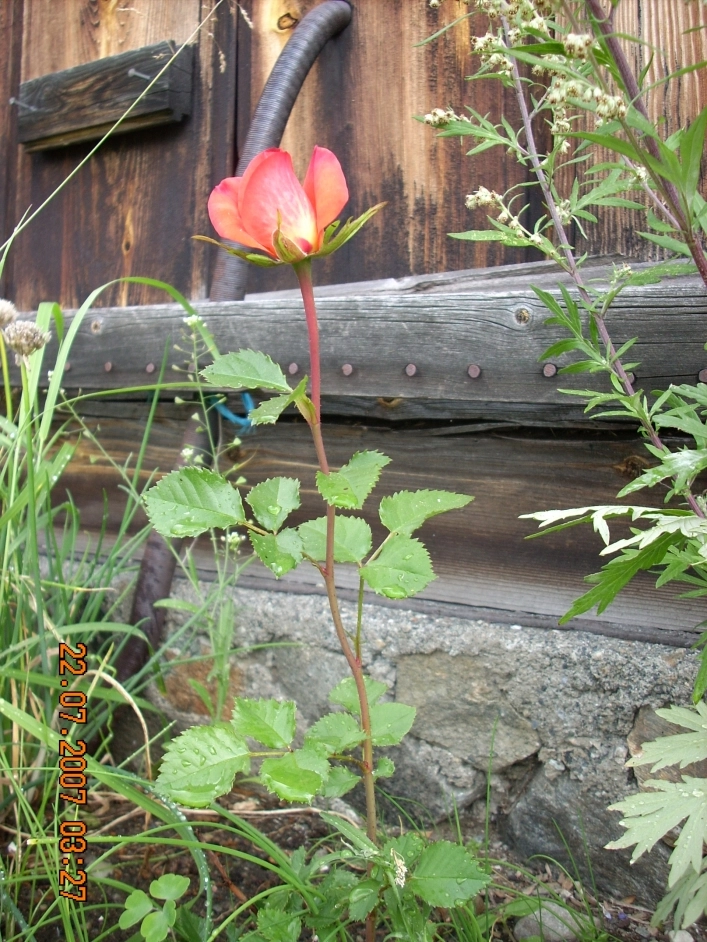 zobacz camping - zdjęcie 12