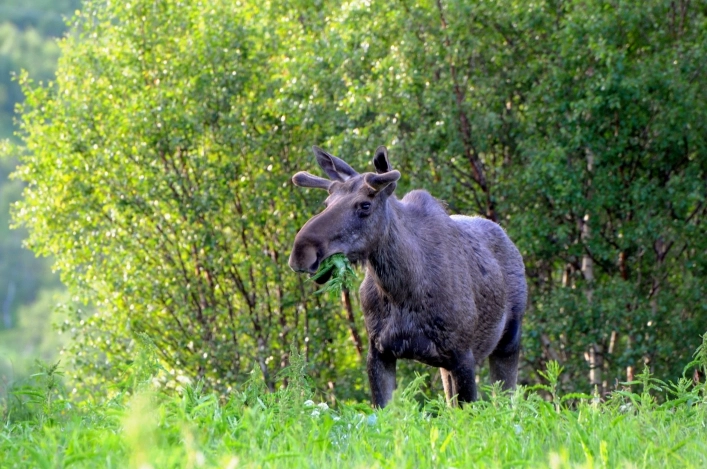 zobacz camping - zdjęcie 17