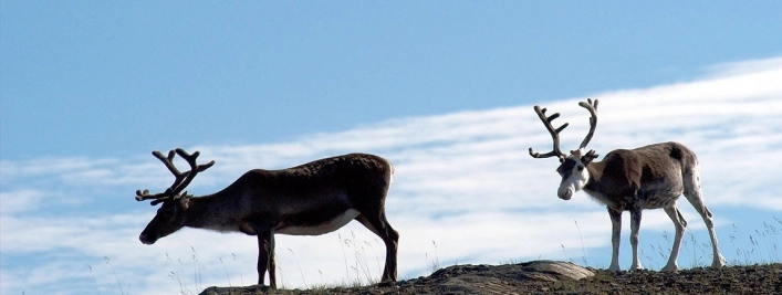 zobacz camping - zdjęcie 15