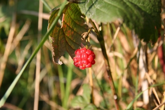 zobacz camping - zdjęcie 4