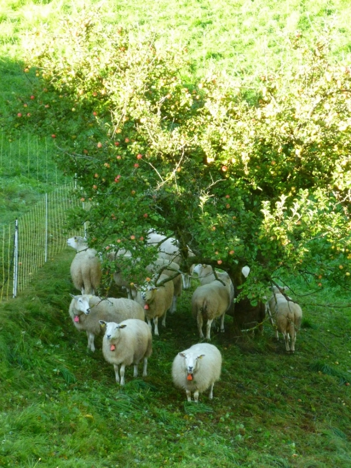 zobacz camping - zdjęcie 11