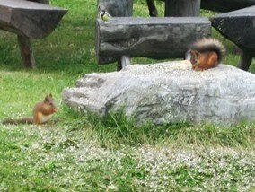 zobacz camping - zdjęcie 1