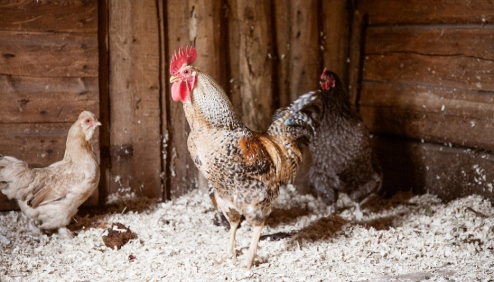 zobacz camping - zdjęcie 3