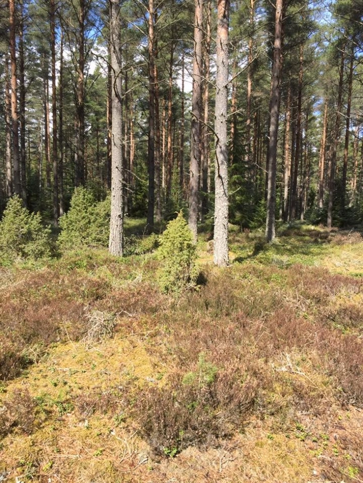 zobacz camping - zdjęcie 9