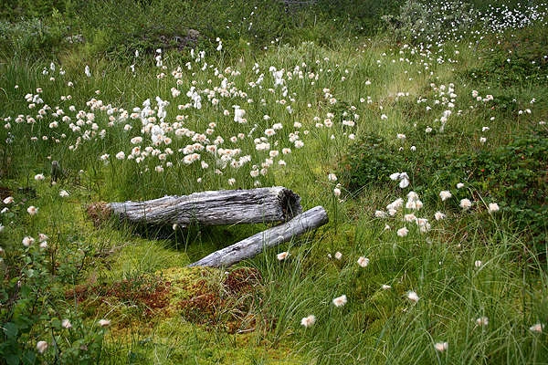 Jokitörmä Camping - zdjęcie 2