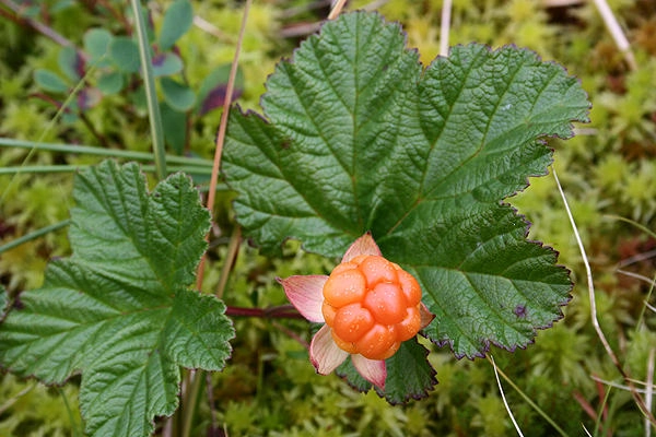 zobacz camping - zdjęcie 2