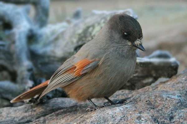 Jokitörmä Camping - zdjęcie 1