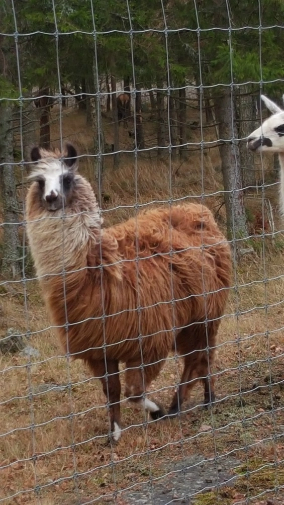 zobacz camping - zdjęcie 6