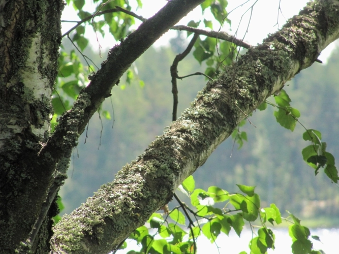 zobacz camping - zdjęcie 16