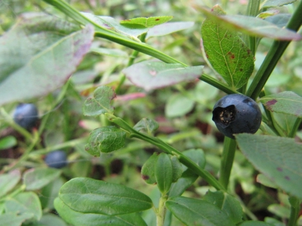 zobacz camping - zdjęcie 12