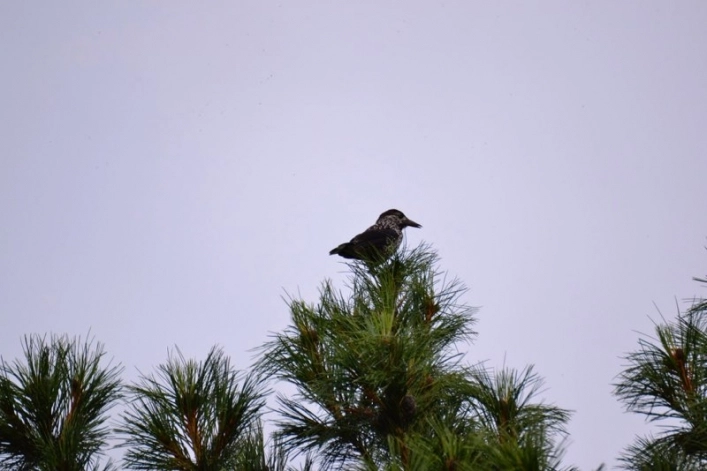 Napapiirin Saarituvat - zdjęcie 3