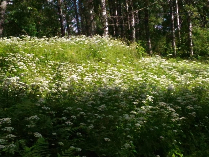 zobacz camping - zdjęcie 17