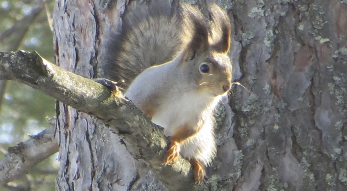 Vuokatinranta Camping - zdjęcie 1