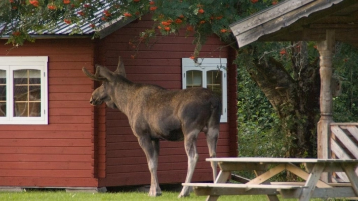 zobacz camping - zdjęcie 2