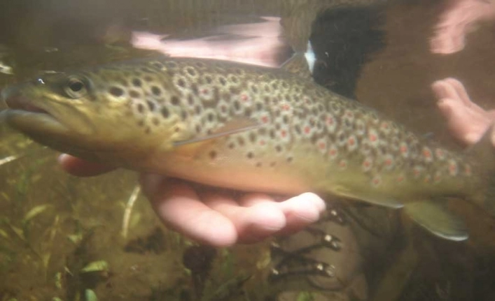 zobacz camping - zdjęcie 22