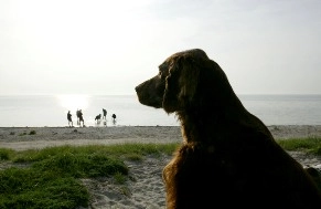 Askeviksbadets Camping-stugor - zdjęcie 1