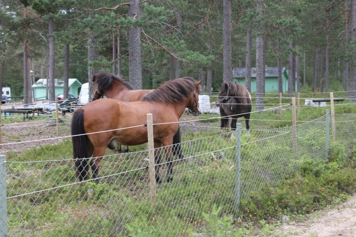 zobacz camping - zdjęcie 20