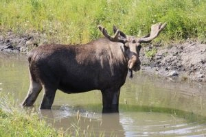 zobacz camping - zdjęcie 4