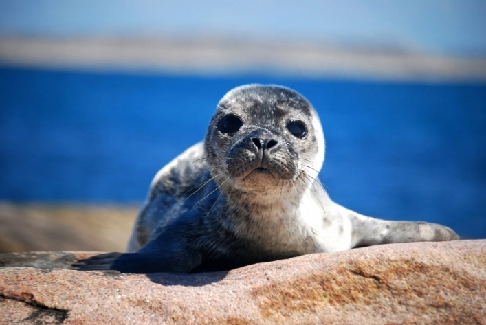 zobacz camping - zdjęcie 3