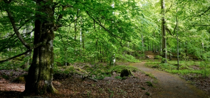 Blidingsholm Camping - zdjęcie 1
