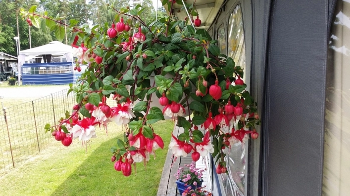 zobacz camping - zdjęcie 16