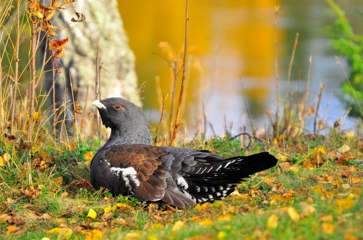 zobacz camping - zdjęcie 7