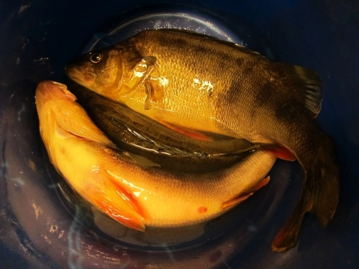 Byns Camping - zdjęcie 3