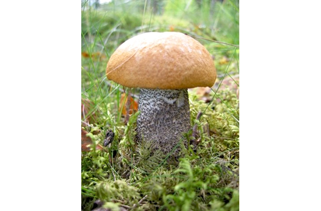 zobacz camping - zdjęcie 17