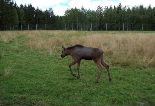 zobacz camping - zdjęcie 17