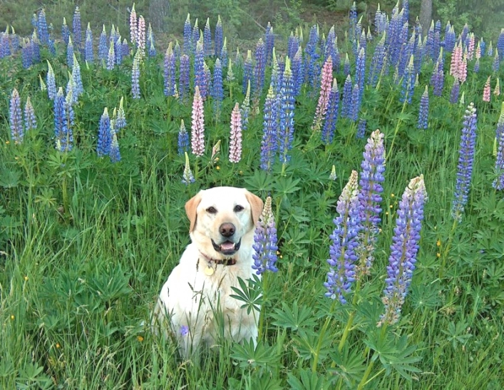 zobacz camping - zdjęcie 15
