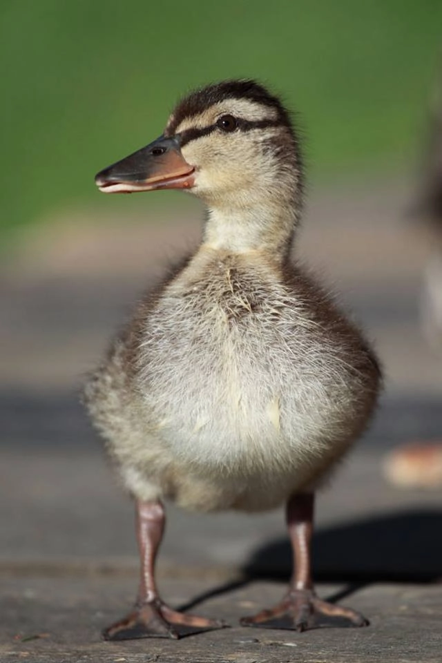 zobacz camping - zdjęcie 4