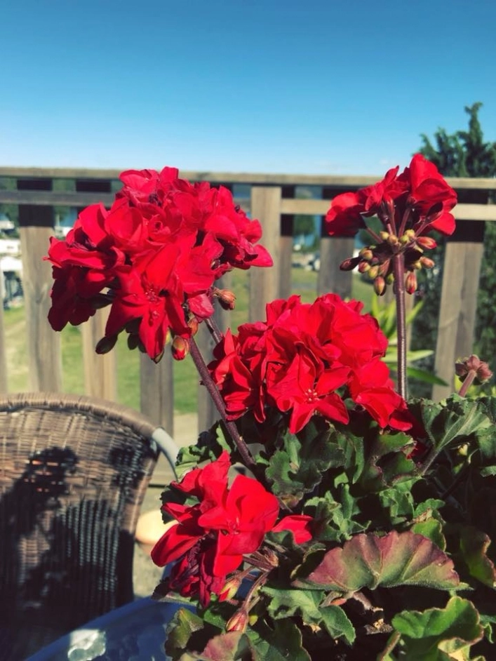 zobacz camping - zdjęcie 20