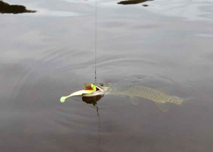 zobacz camping - zdjęcie 35