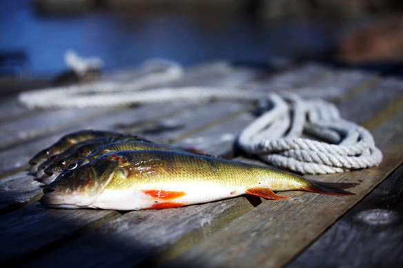 Flammabadets Camping - zdjęcie 3