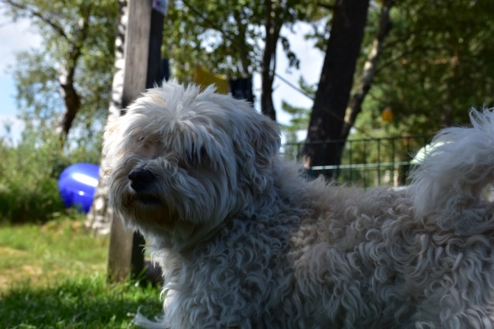 zobacz camping - zdjęcie 11