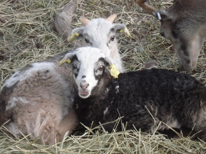 zobacz camping - zdjęcie 26