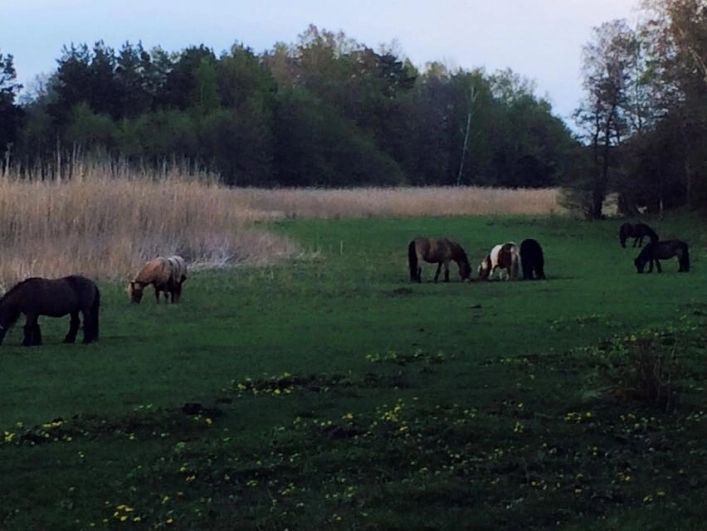 zobacz camping - zdjęcie 9