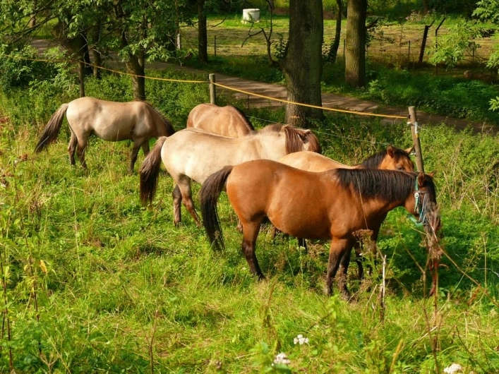 Galeria zdjęć - zdjęcie 4