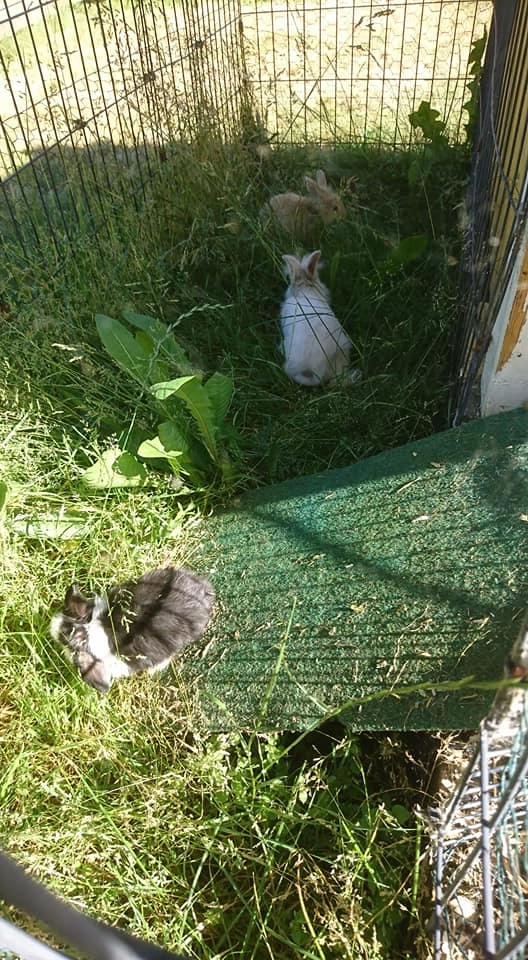 zobacz camping - zdjęcie 43