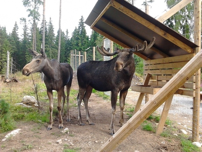 Hagens Camping & Vrigstad Älgpark - zdjęcie 3