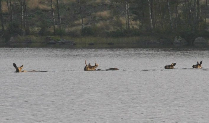 zobacz camping - zdjęcie 21