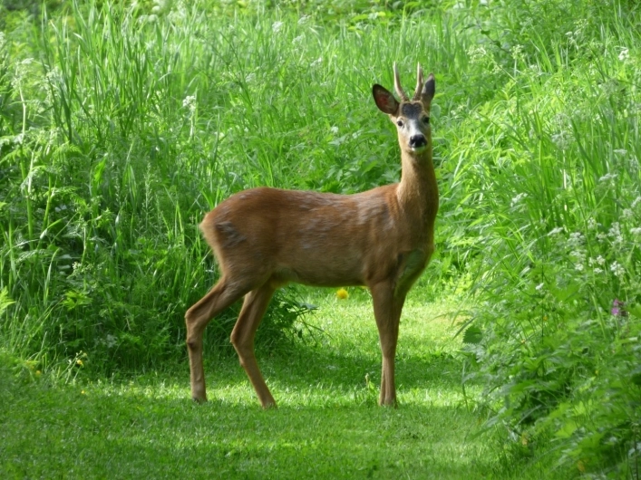Hede Camping - zdjęcie 3