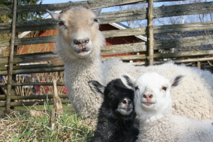 zobacz camping - zdjęcie 6