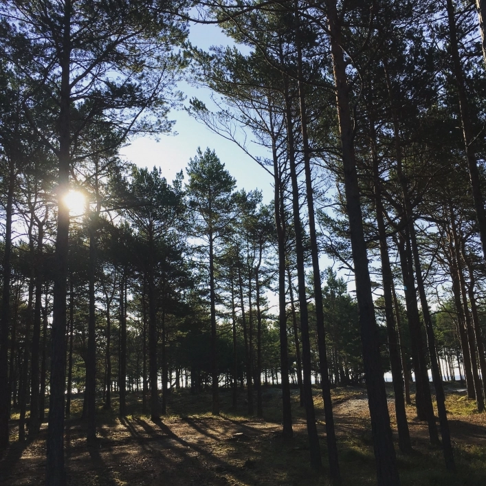 Krono Camping Böda Sand - zdjęcie 4