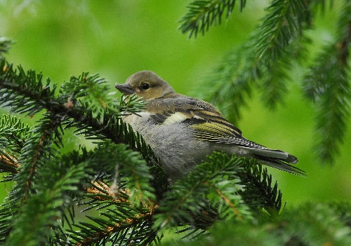 Kvarnsjö Camp o Vandrarhem, Kvarnsjö - zdjęcie 3