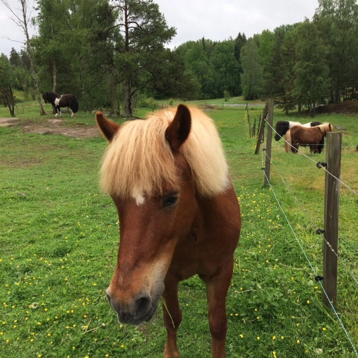 Malmköpings Bad & Camping - zdjęcie 4